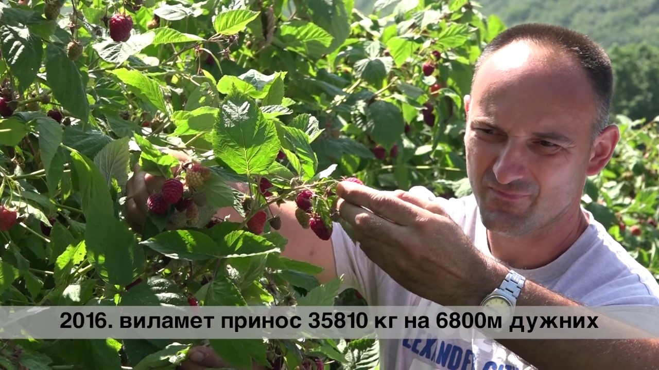 Dragan Mitrović, proizvodnja maline i Timac Agro Balkans