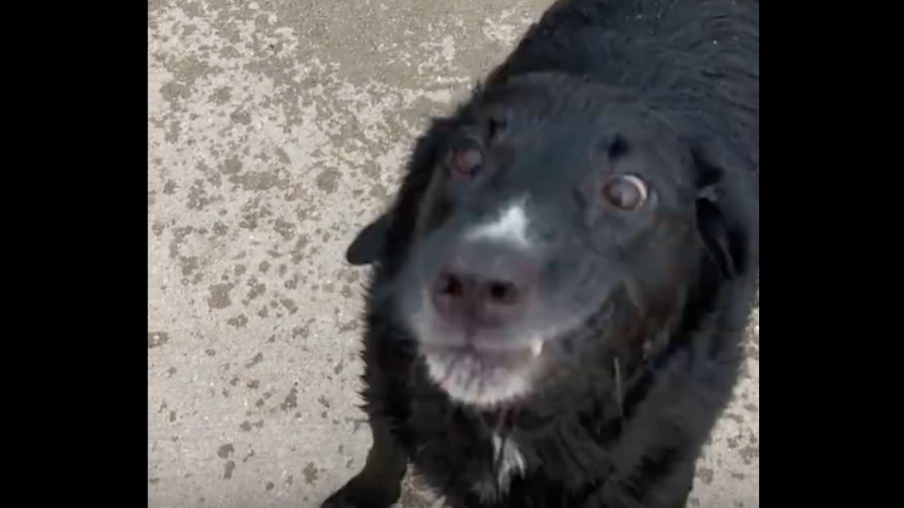 Hilarious Dog Throws Tantrum at Beach