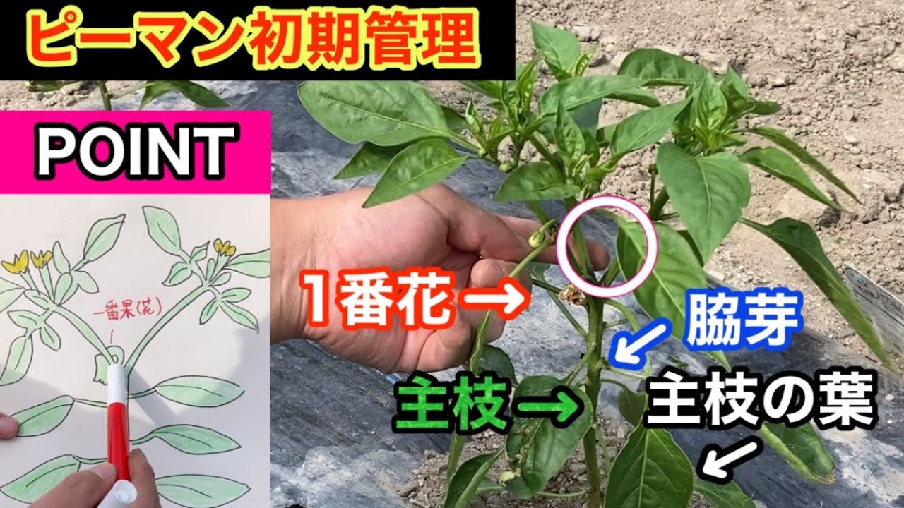 【ピーマン1/3】霜が降りるまで長くたくさん収穫する為の初期管理！芽かき・2本仕立て・3本仕立て・摘果！実践と絵で分かりやすく説明『1㎡の野菜作り』How to grow bell peppers