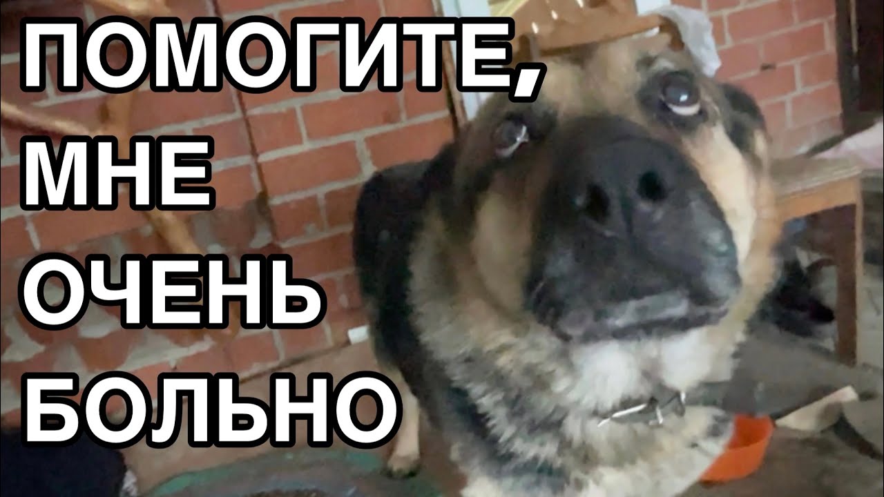 Спасение животных/ К нам обратились за помощью/ Овчарка не ест 4 дня