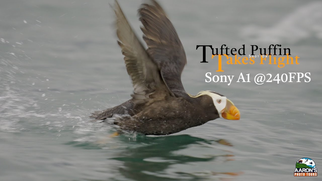 Tufted Puffin Takes Flight  - Shot On Sony A1 @240fps