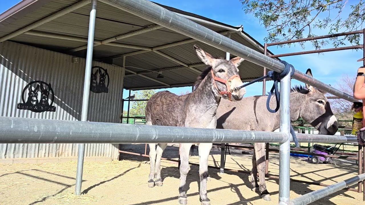 Flyspraying Benny 2/10 #donkey #donkeytraining