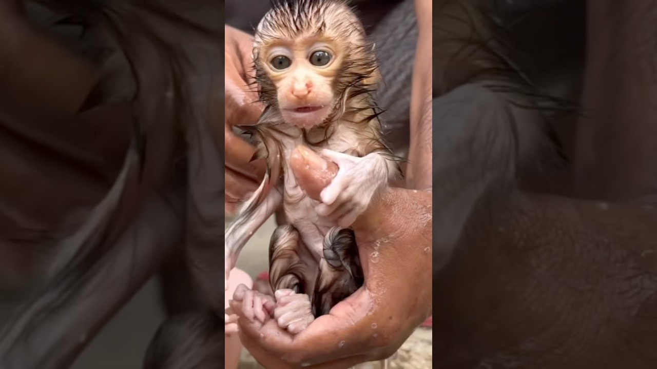 Rescue Baby Monkey Does Amazing on Her First Bath! 🥹🛁❤️