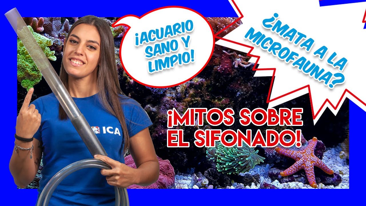 SIFONAR EL ACUARIO MARINO 🐠 ¿debemos hacerlo? - MITOS Y VERDADES
