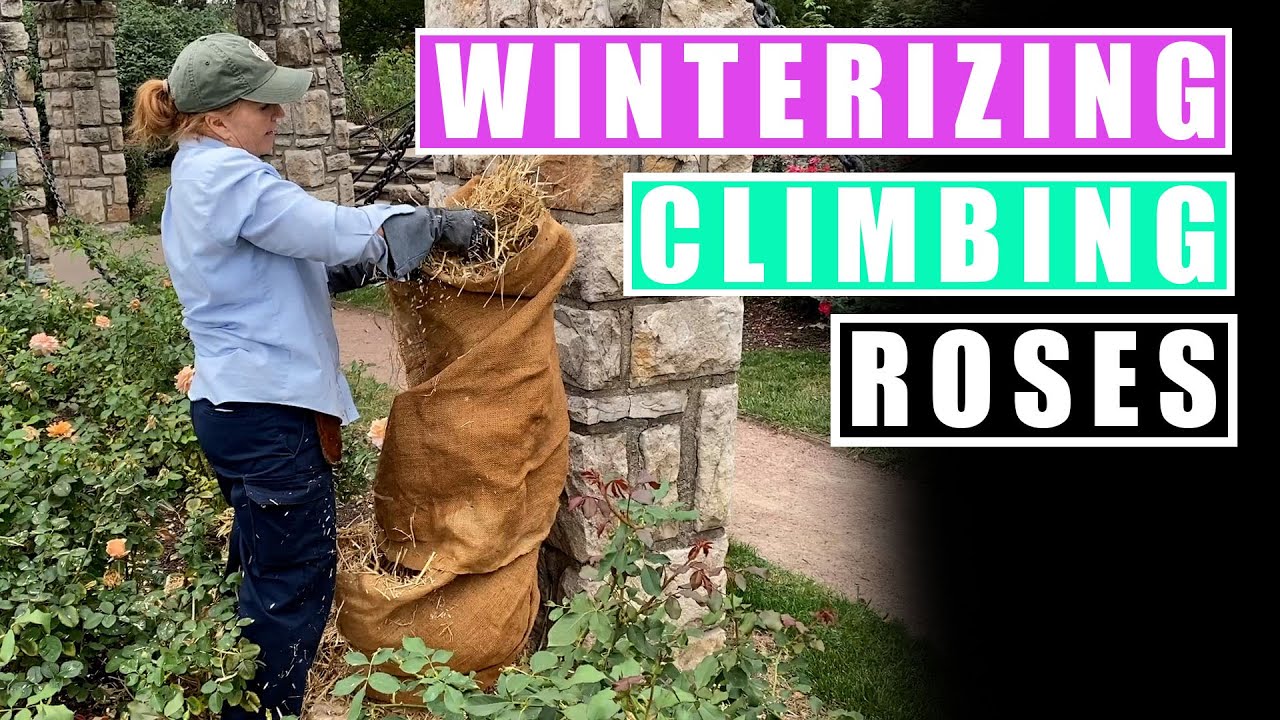 Winterizing Climbing Roses