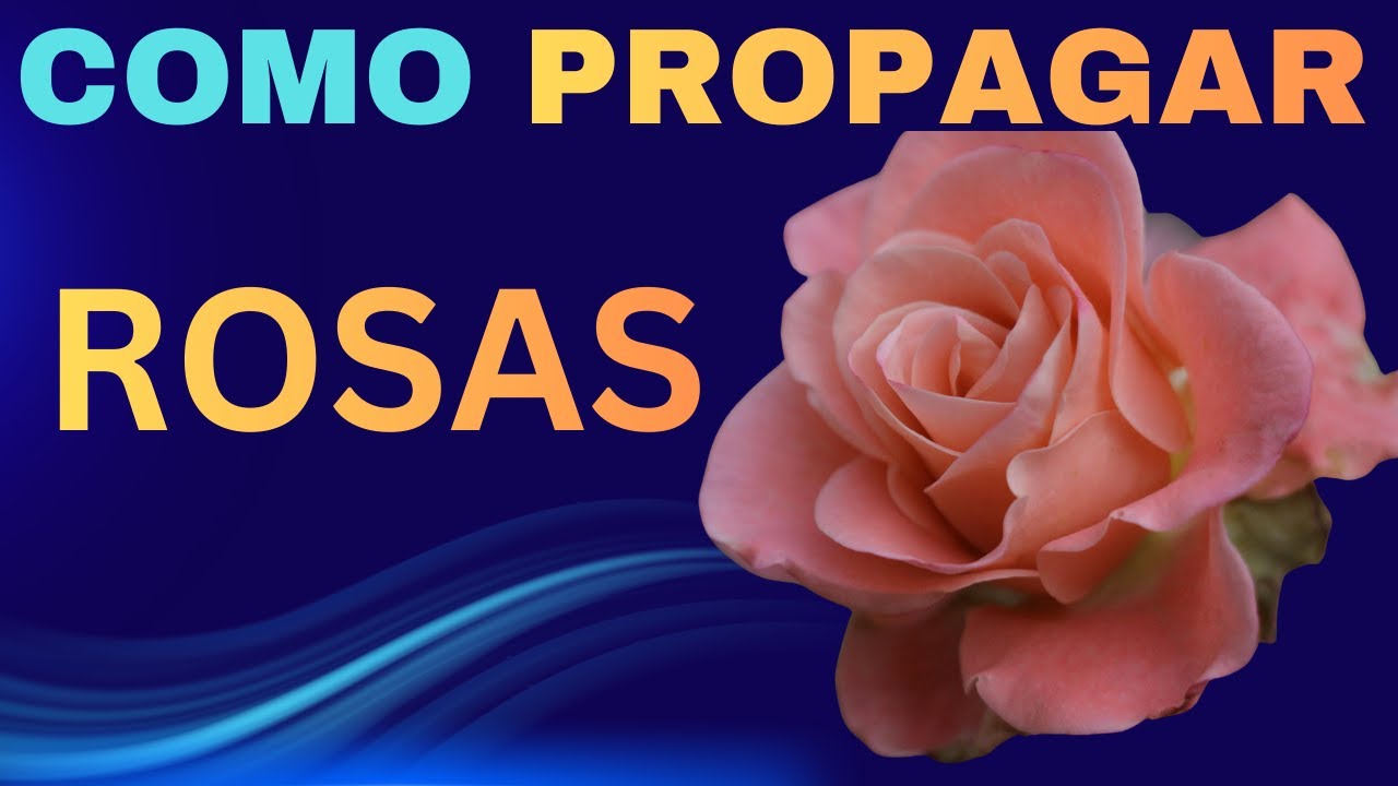Tenha Rosas Maravilhosas!!!