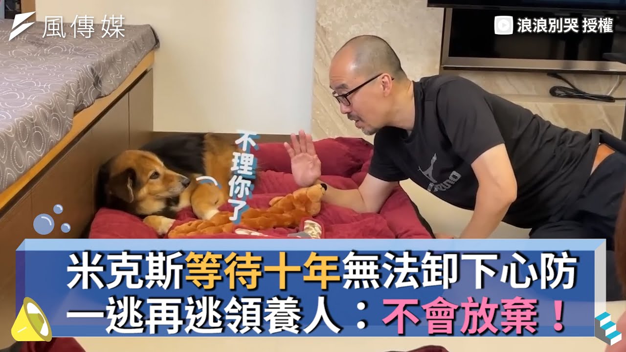 米克斯等待十年無法卸下心防 一逃再逃領養人：不會放棄！