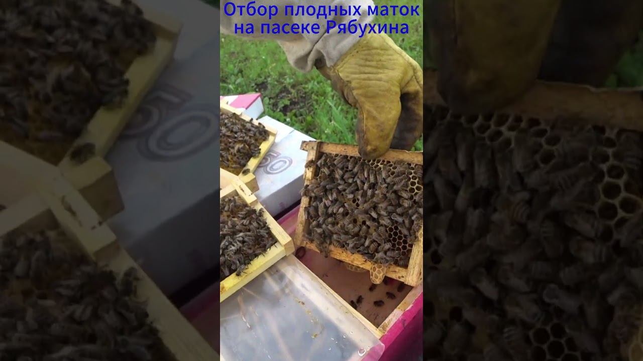 ОТБОР ПЛОДНЫХ МАТОК ИЗ НУКЛЕУСОВ #bee #пчеленок #beekeeper