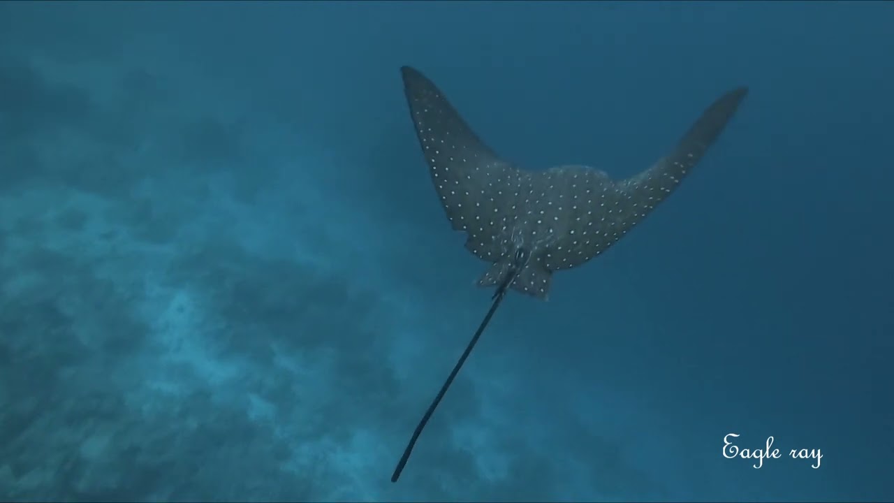 Maldives, Bandos Island, September 2022