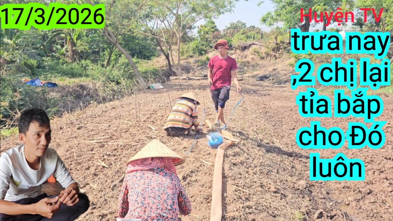 TRƯA NAY, 2 CHỊ LẠI TỈA BẮP CHO ĐÓ LUÔN 