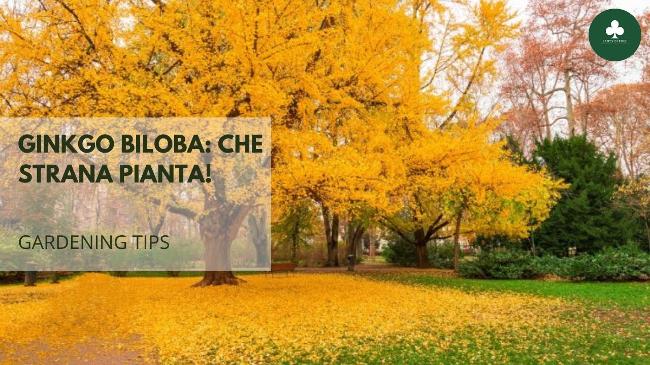 Gardening Tips #7 Ginko biloba: che strana pianta