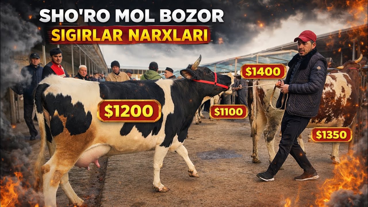 SHO'RO MOL BOZOR SIGIRLAR NARXLARI DAXSHAT OQSILGA DAVO BOR ☎️944280202