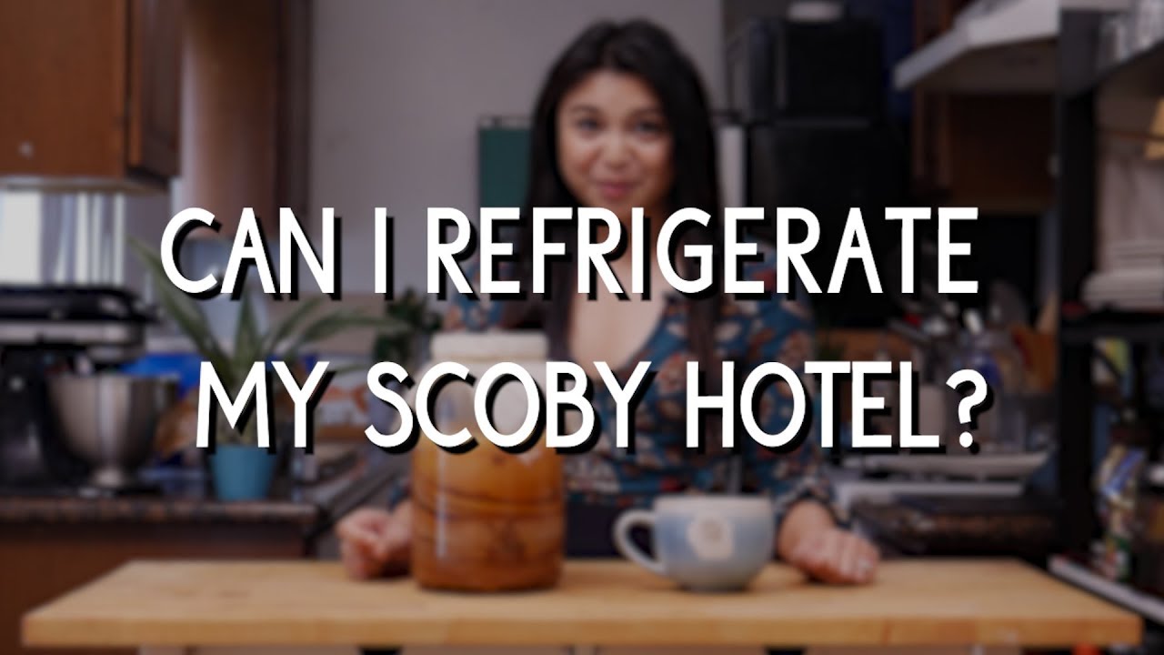 Should you refrigerate kombucha SCOBYs or SCOBY hotels?