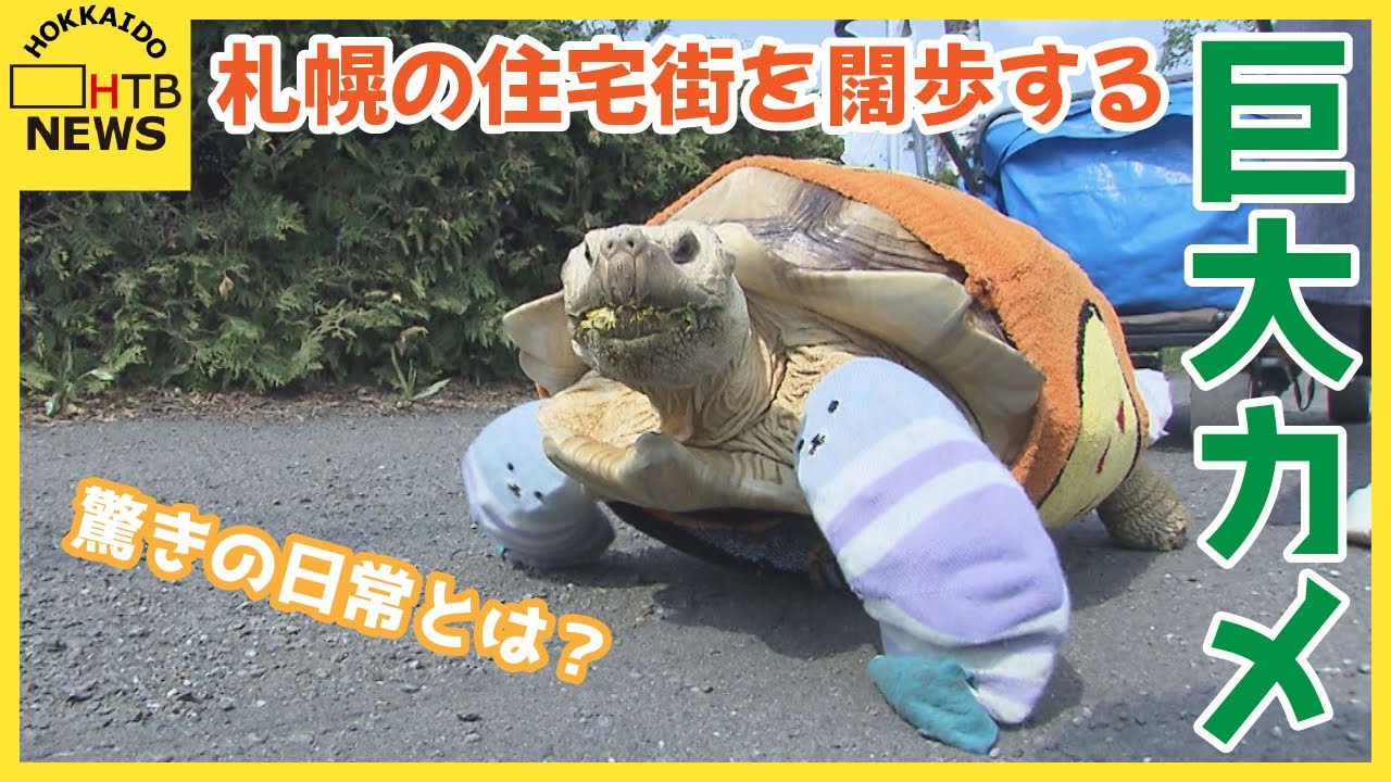 巨大カメとのお散歩は一苦労？でも幸せいっぱい　札幌の住宅街を闊歩する巨大カメ　その驚きの日常とは？