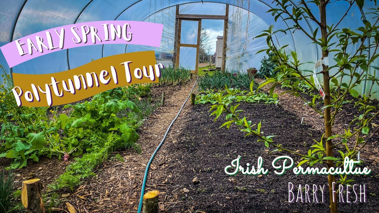 Polytunnel Tour: Early Spring