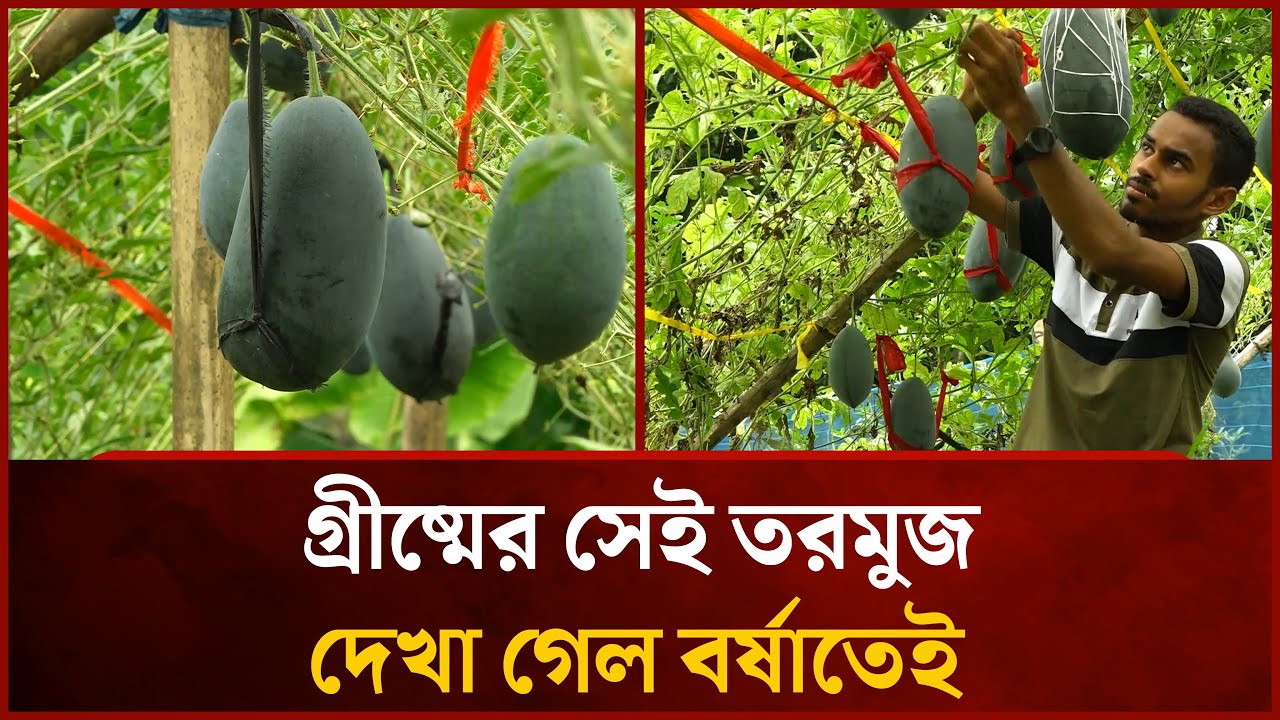 গ্রীষ্মের সেই তরমুজ দেখা গেল বর্ষাতেই | Watermelon Farming | News