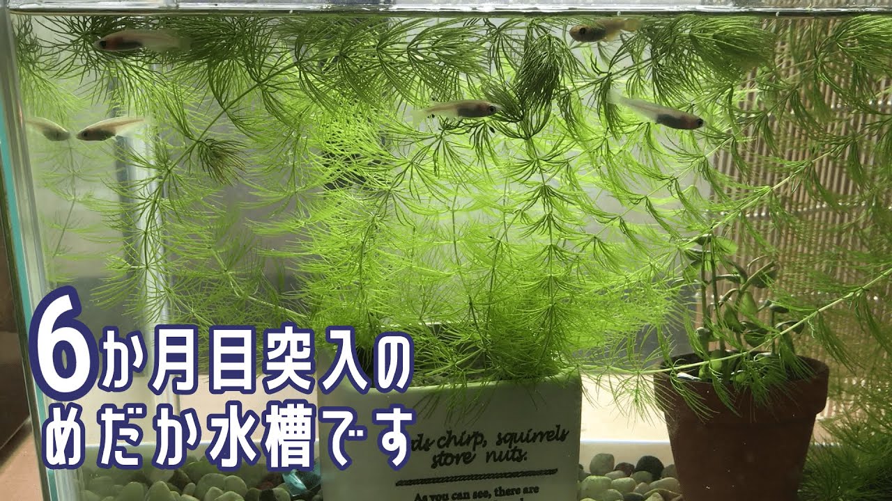 めだか飼育５が月のど初心者から、これから飼いたい初心者さんへ