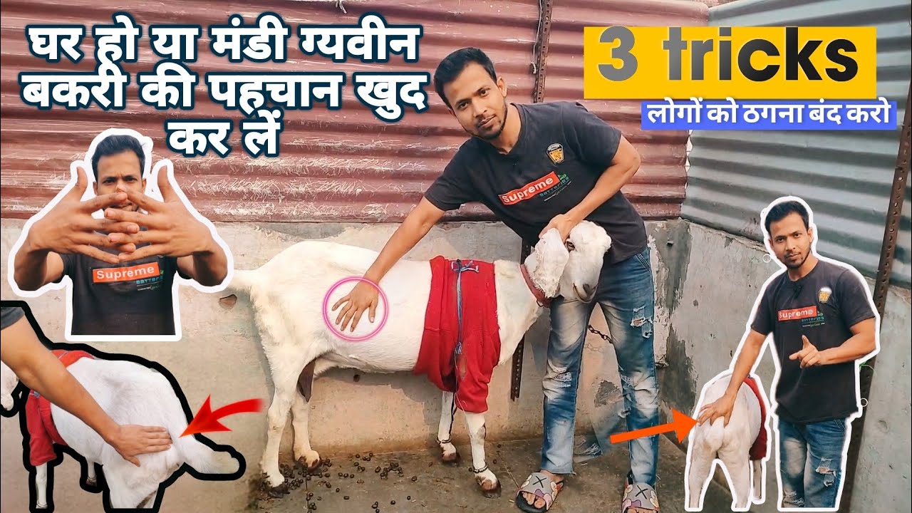 अब कोई पप्पू नहीं बनाएगा ||  Identification some month pregnant goat|| SABRI GOAT FARM #pregnantgoat