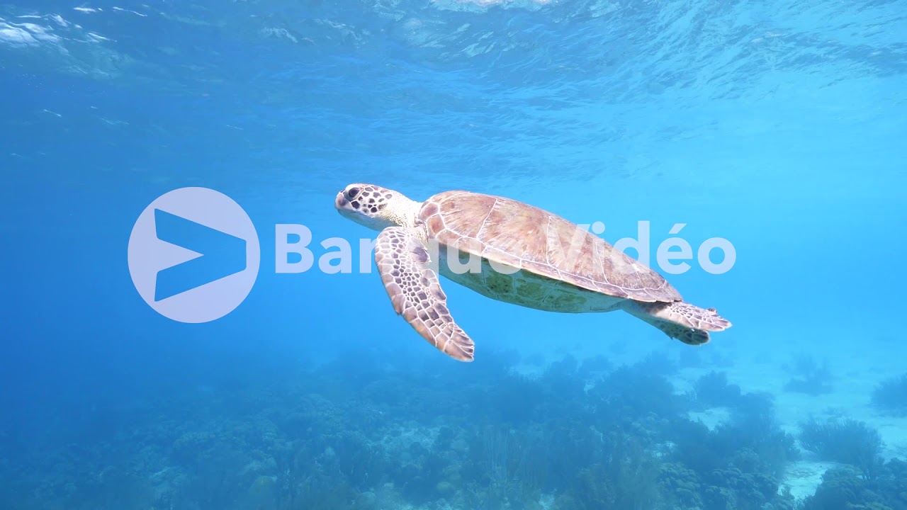 Banque d'image vidéo 4K et HD : Une tortue verte dans le Pacifique