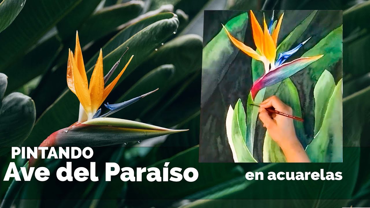 Ave del paraíso pintada con acuarelas - Botánica Realista
