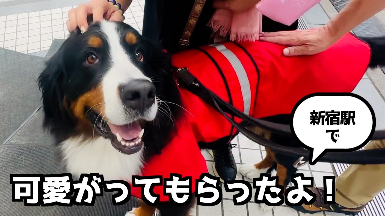 バーニーズと新宿散歩♪ 赤いレインコートでみんなの人気者に！