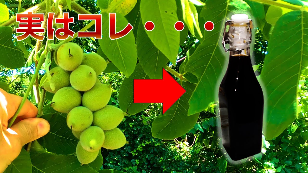 クルミを使って真っ黒な液体を作って飲んでみた結果・・・ノチーノのレシピ