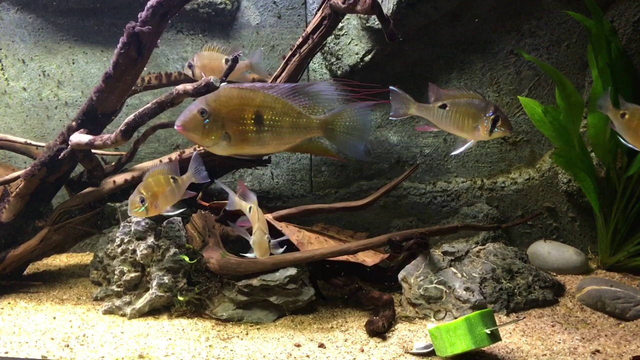 Biotodoma Cupido, zuid Amerika Aquarium