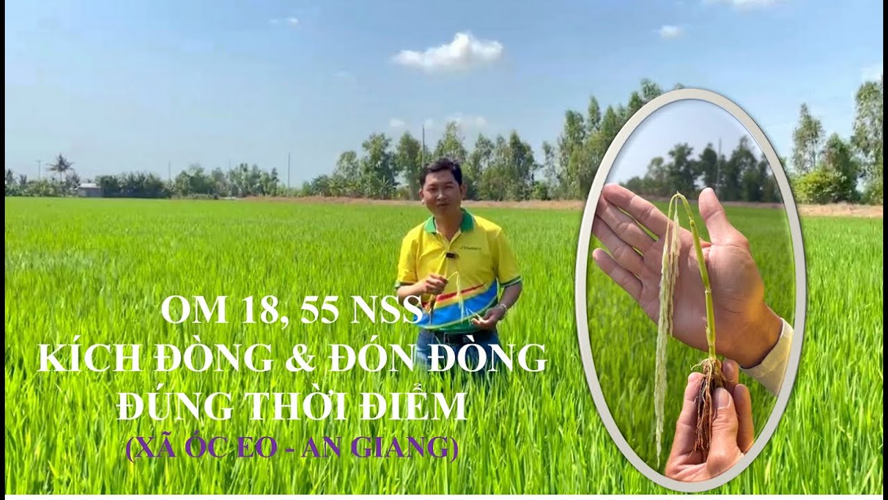 Kích đòng và đón đòng đúng thời điểm giúp đòng to, bông bự