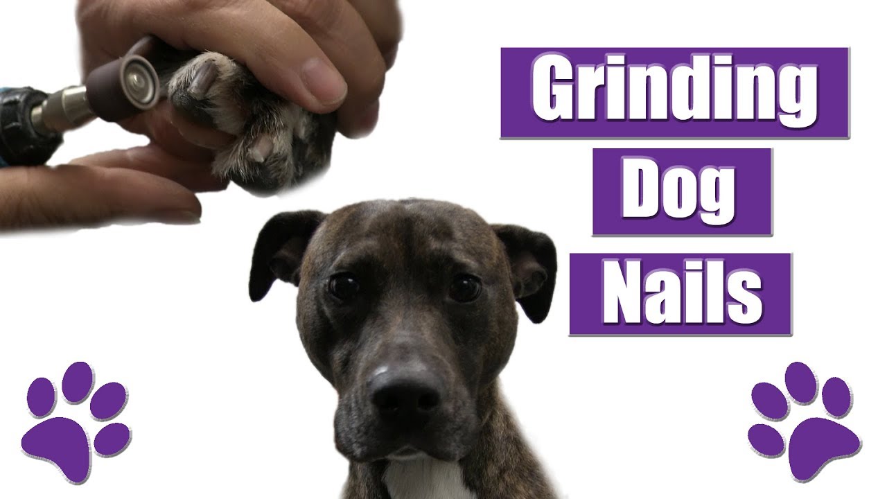How To Use Grinder/Dremel For Dog Nails | Pet Grooming Tutorial !