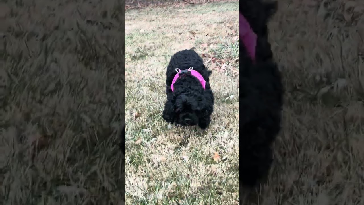 Chill Park Day with Barbie the Cavapoo | Relaxing Dog Walk