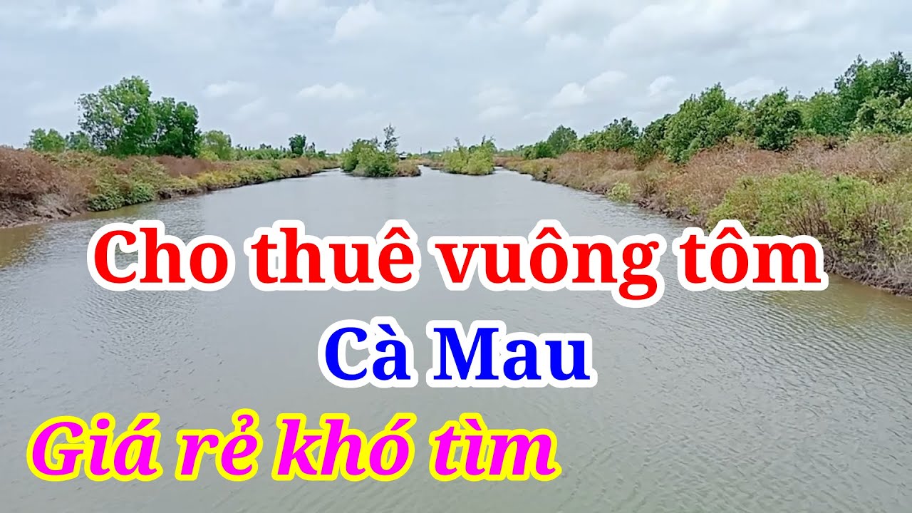 Cho Thuê Vuông Tôm Cà Mau Giá Rẻ Vuông Đẹp Khó Tìm