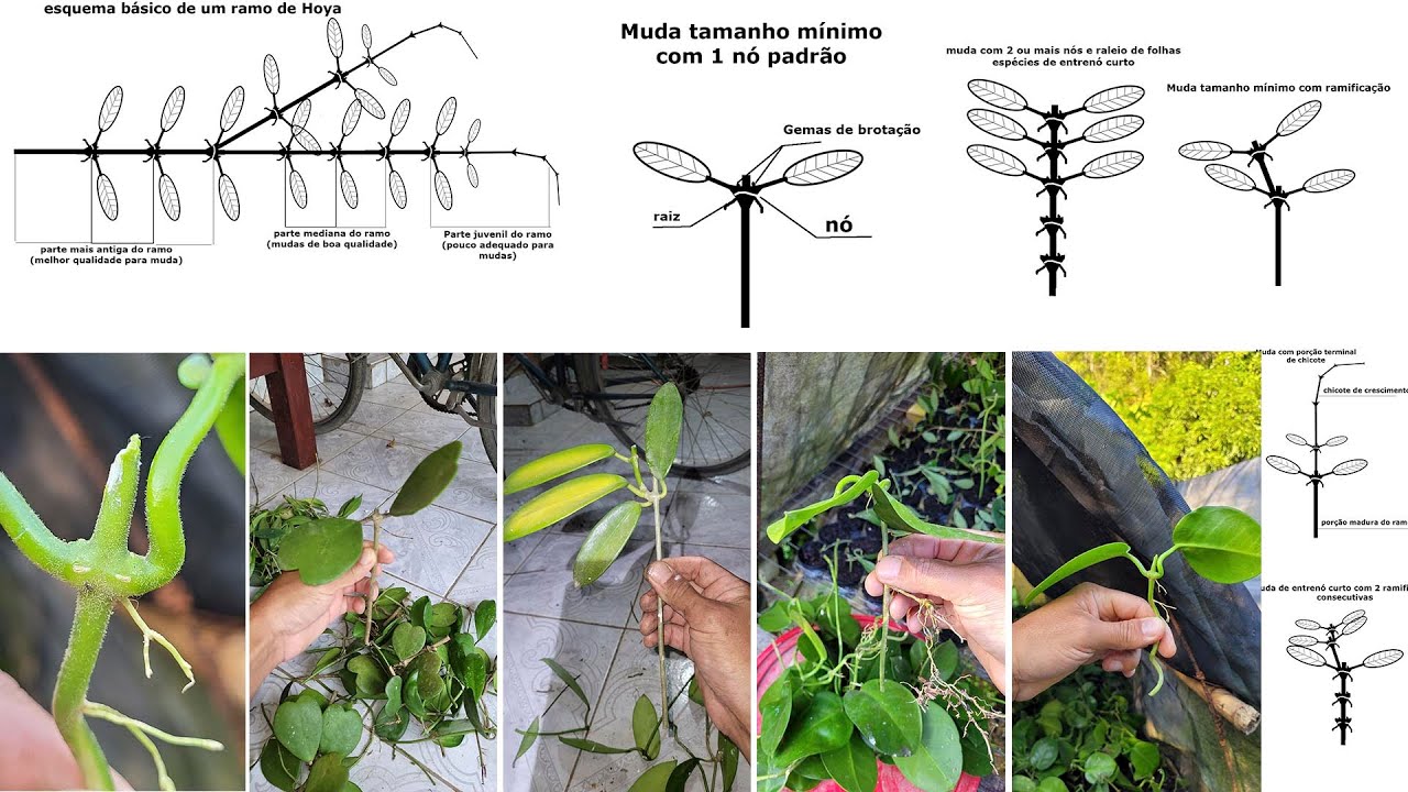 Como Fazer Mudas de Flores de Cera - Aula Aprofundada