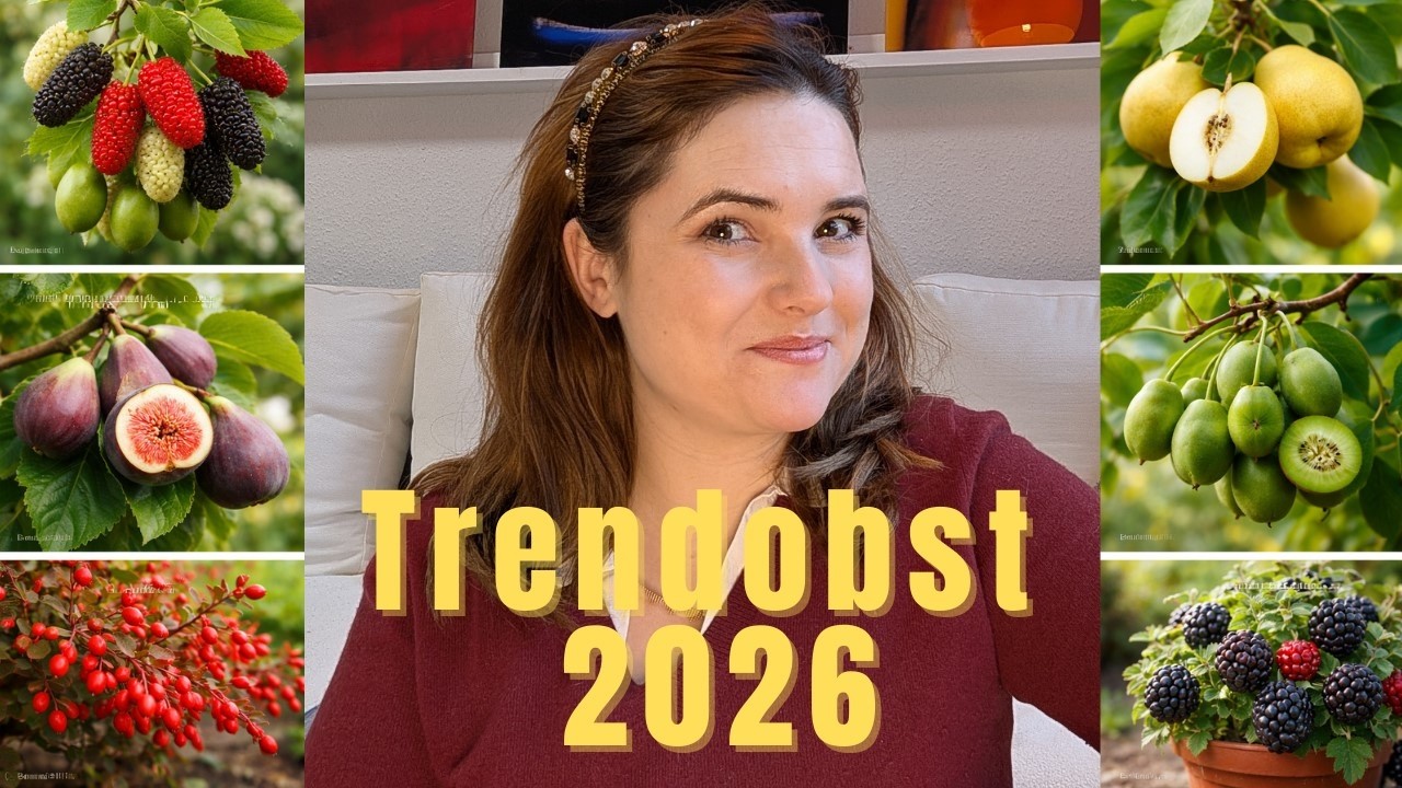 Schön gehört? Dieses Obst wird 2026 Trend - Meine Tipps auch im Topf und Schrebergarten