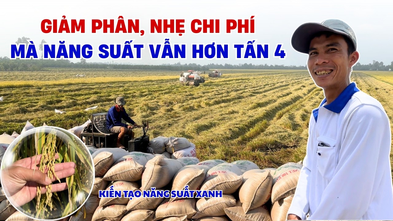 LÚA ĐÀI THƠM 8 ĐÔNG XUÂN TRÚNG MÙA - NHẸ PHÂN, TIẾT KIỆM CHI PHÍ MÀ NĂNG SUẤT VẪN 