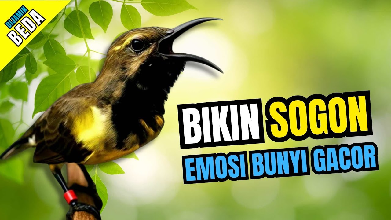 Sogon Gacor Hitungan Detik -  Pancingan Sogon Naikan Emosi dan Cepat Bunyi