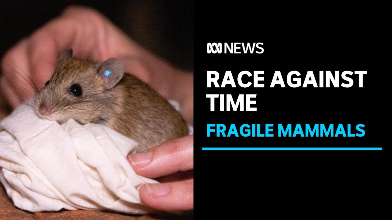 Operation to save Australia's most endangered mammal 'a race against time' | ABC News