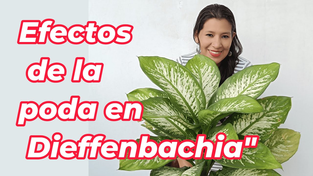 Efectos de la poda en Difenbachia