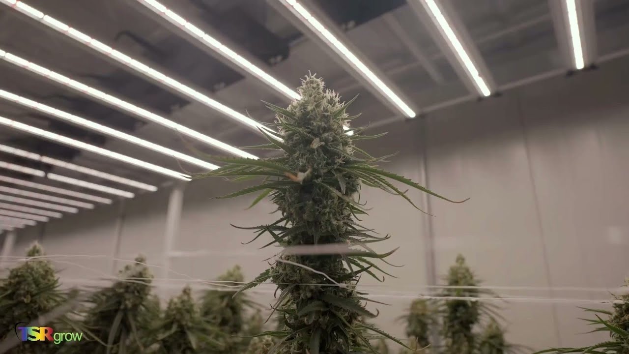 Helping Growers Grow Smarter with Advanced LED Lighting | TSRgrow