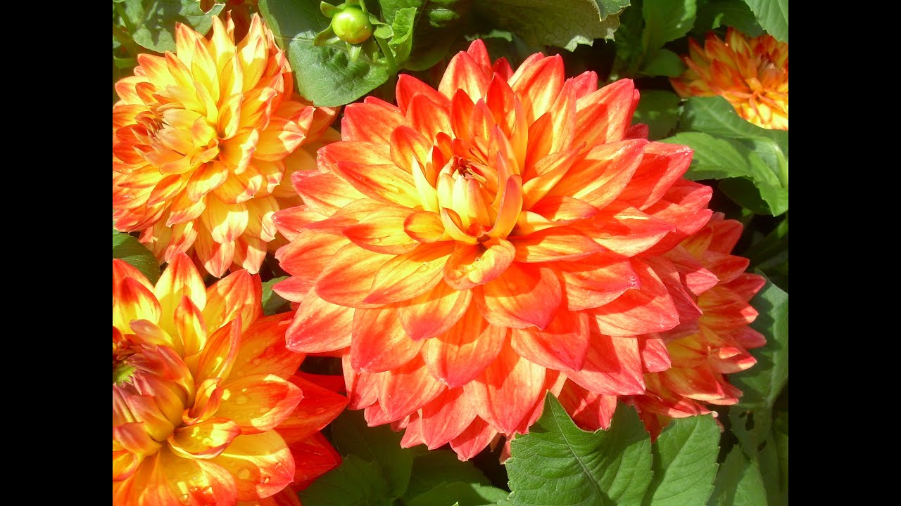 Growing dahlias month by month episode 9: late June