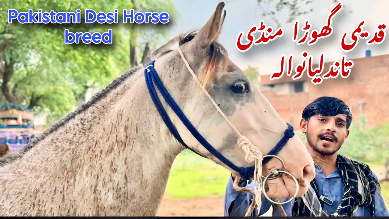 Ghoda Mandi Tandlianwala | Desi Horses For sale | Pakistani Horse breed 