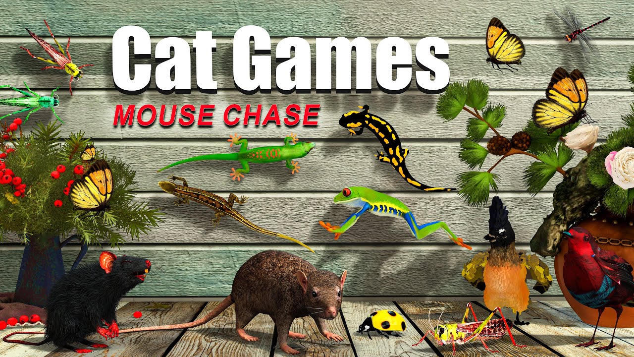 Cat TV Mouse Chase &ndash; Realistic 3D Cat Games for Cats to Watch | 8 Hours 4k 60fps