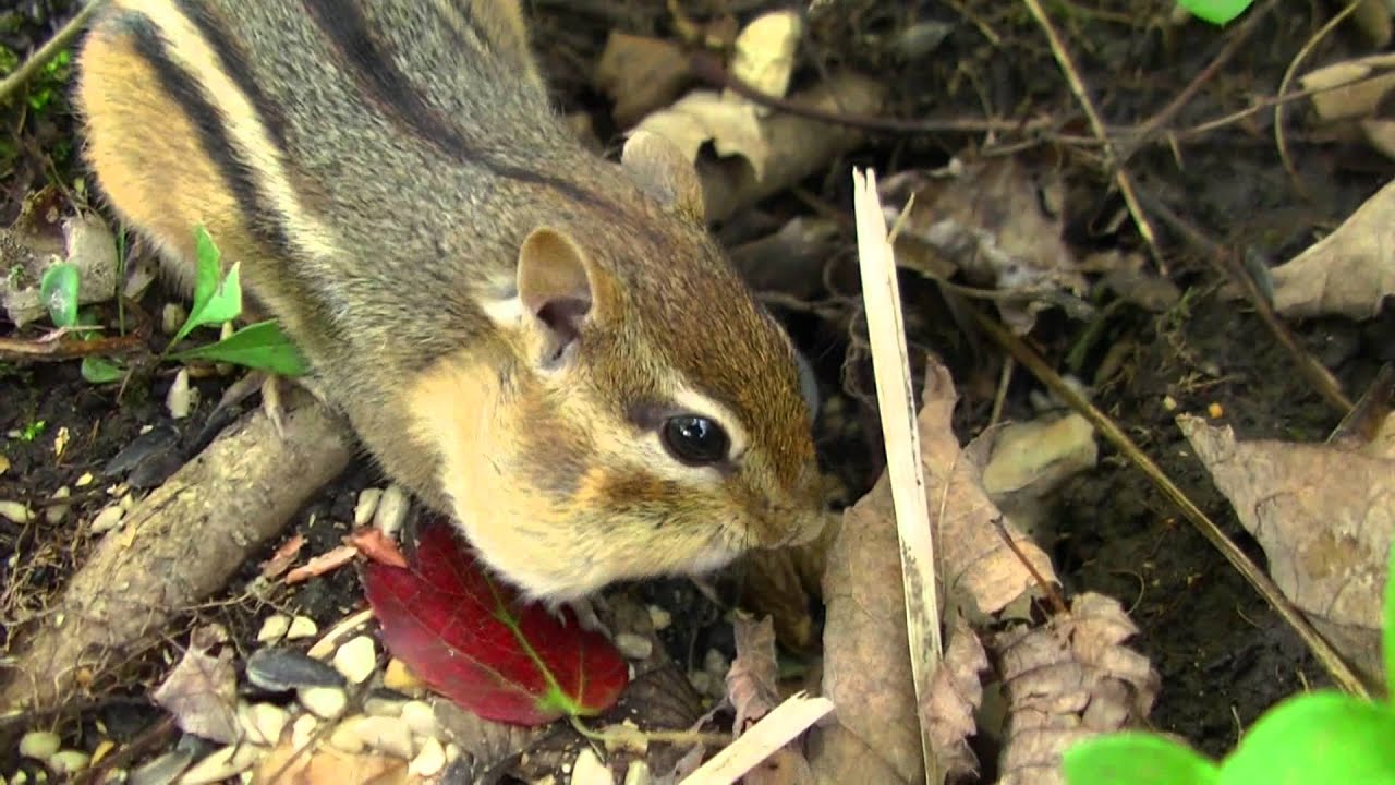 Shrew vs. Chipmunk