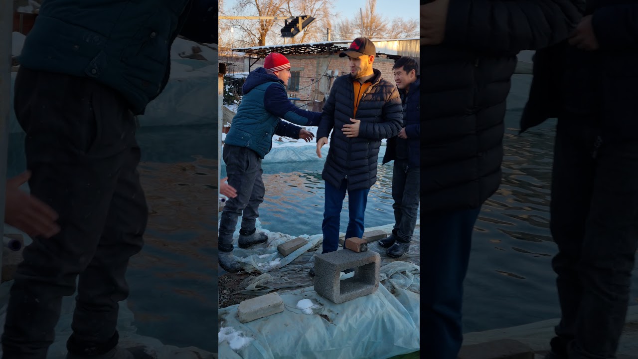 бюджетный пруд для форели дома с теплицы перешли на содержание форели!