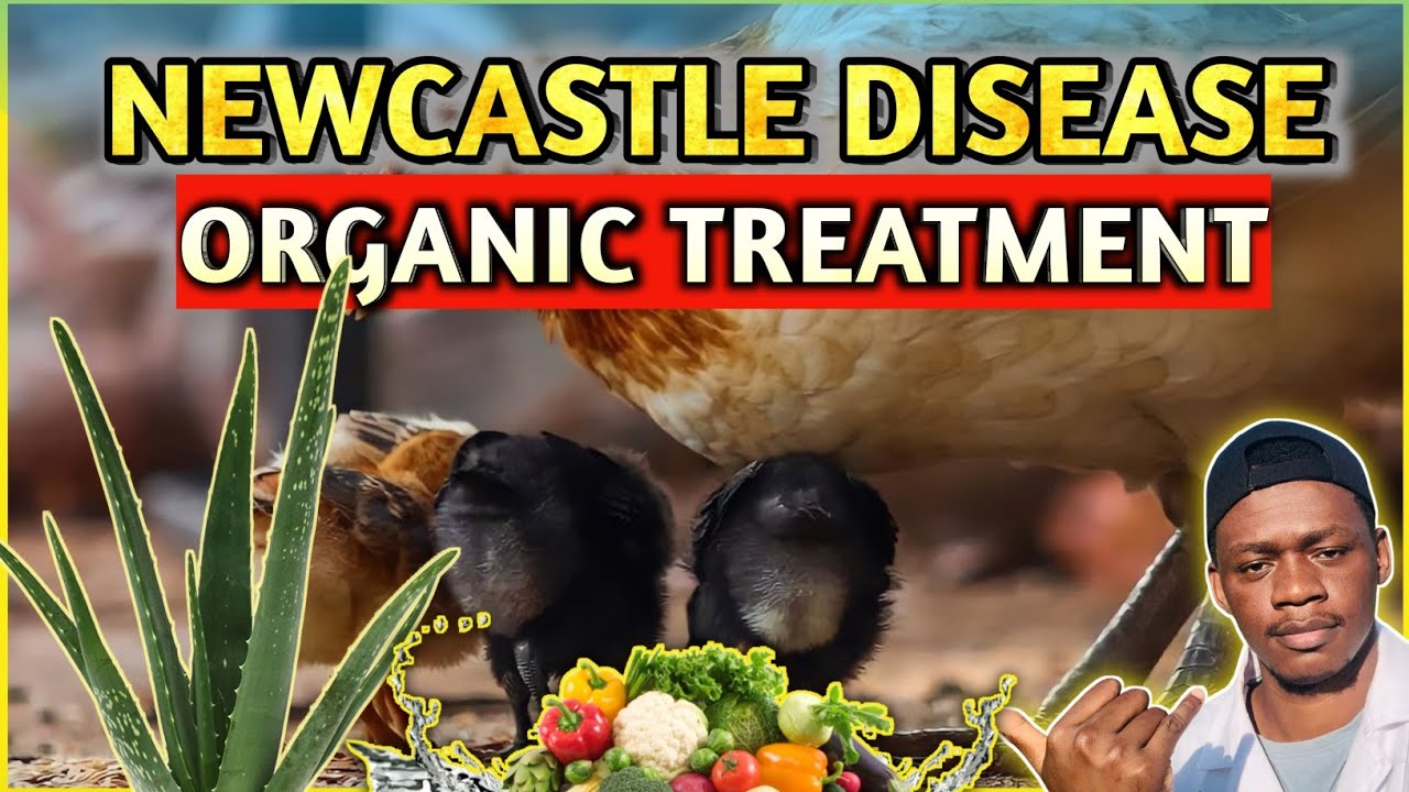 Treatment For NEWCASTLE DISEASE In Poultry(Chicken)