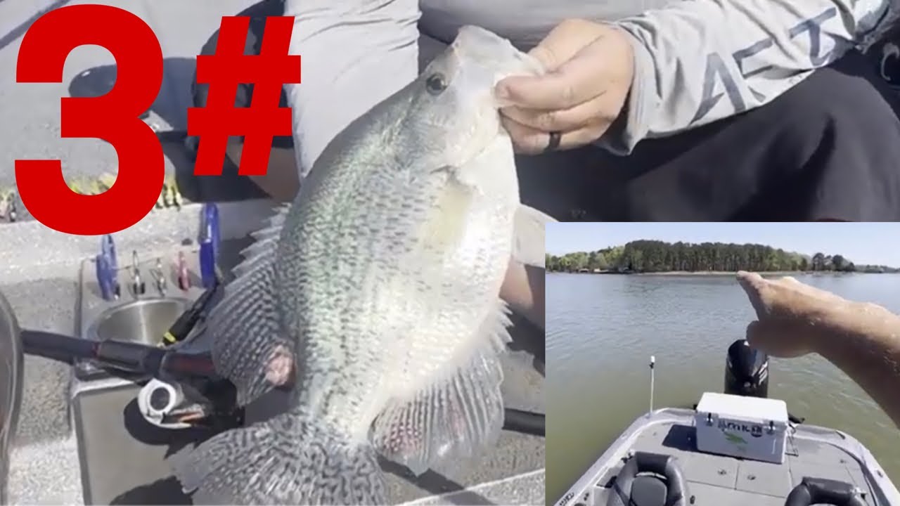 Where do crappie spawn