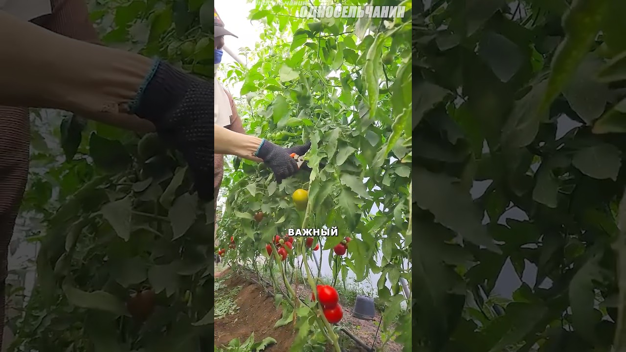 Удаление нижних листьев томата #сельскоехозяйство #агротехнологии #новости #китай  #инновации