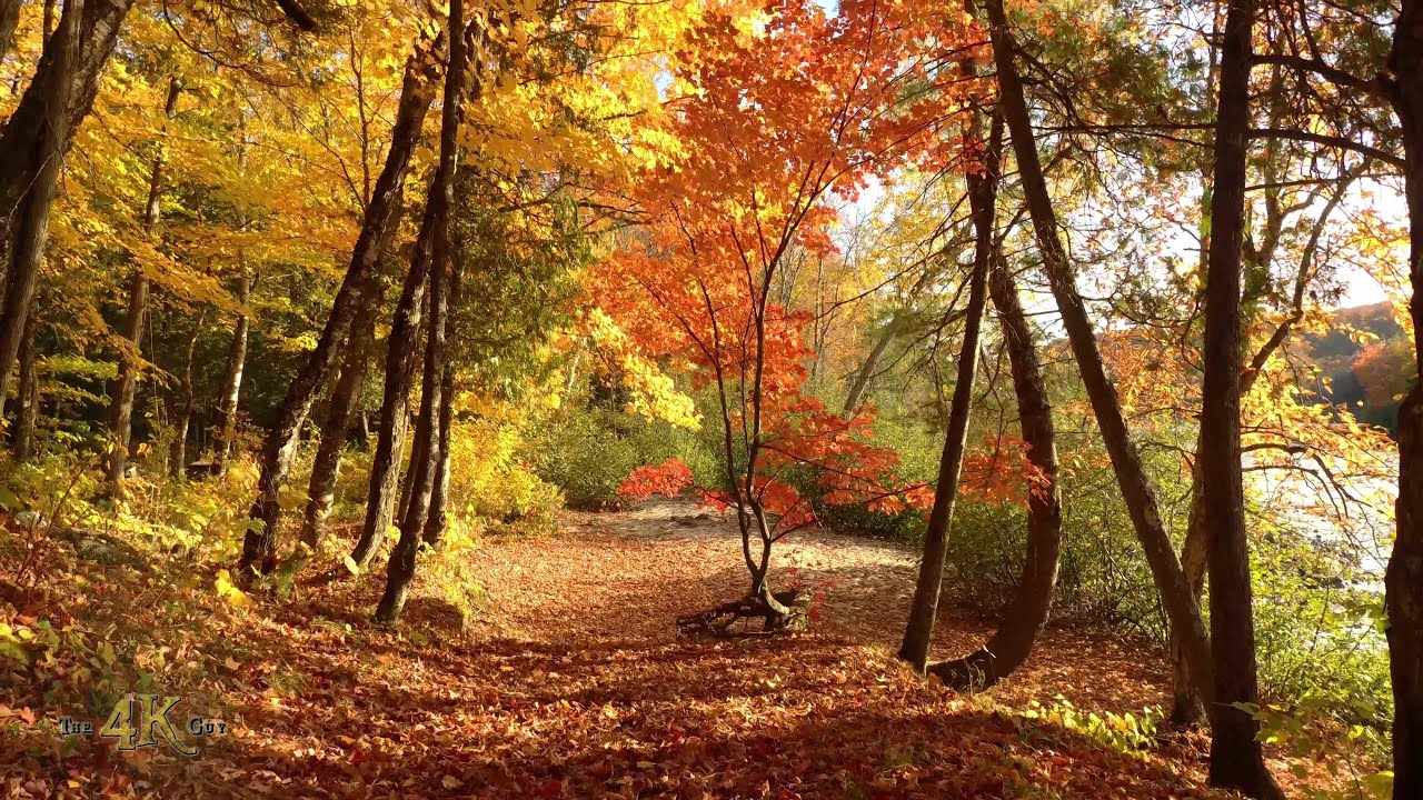 Teaser: The best of our magical Canadian fall forests - A stunning 8h series