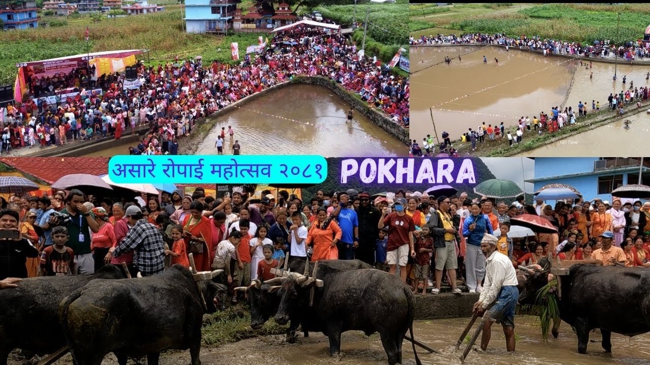 Pokhara; असारे रोपाई महोत्सव २०८० | Pokhara Asar Ropai Mahotsav 2080 | Nepalese Mud festival
