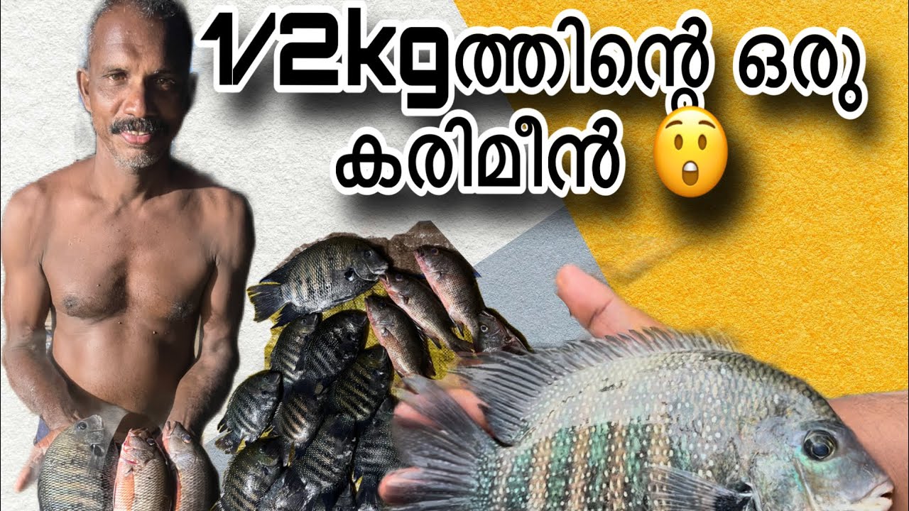 1/2kg ന്റെ ഒരു കരിമീനെ പൊക്കി 😲 | #fishingvlog #fishing #nightfishing #viral #viralvideo #vlog 
