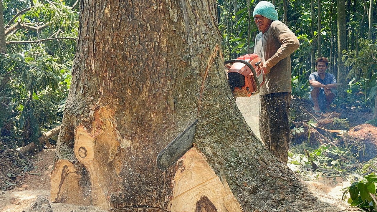 The most dangerous large trembesi tree felling at the end of the month‼️